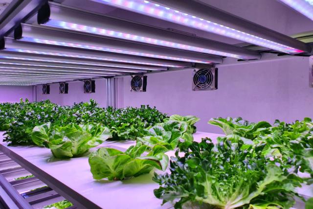 How Vertical Farming Is Revolutionizing Urban Agriculture