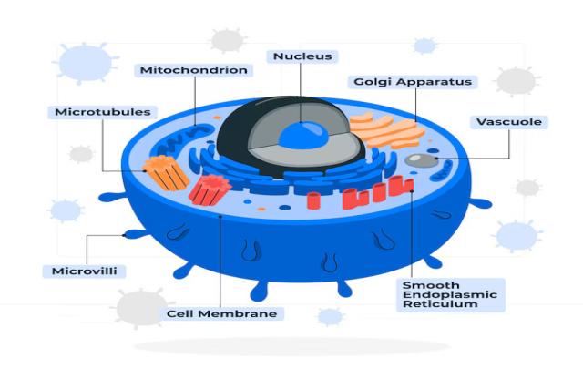 The Role of Biomarkers in Early Disease Detection