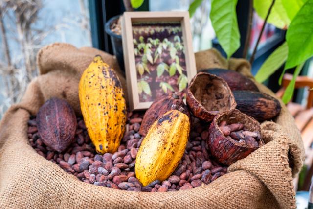 The Role of Technology in Modern Cocoa Production