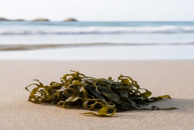 Algae as a Key Ingredient in Eco-Friendly Cosmetics: Opportunities in the Algae Industry