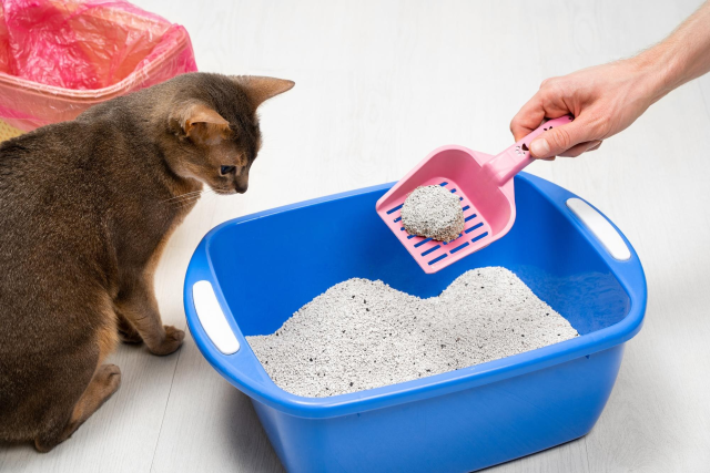 Top 5 Eco-friendly Cat Litter Brands for 2025