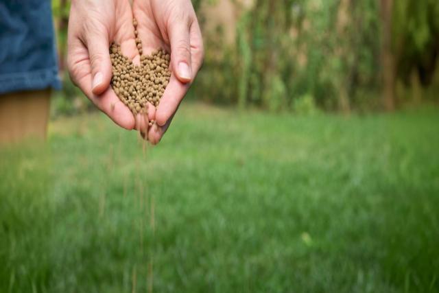 Environmental Impact of Seed Treatment: Sustainable Solutions for Agriculture