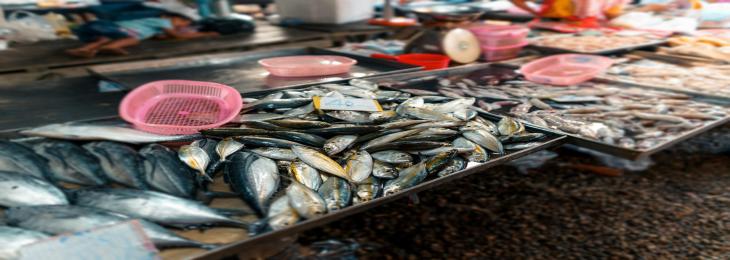 New Food Safety Solution by Umami Bioworks Enters Traditional Seafood Industry